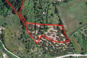 Uliveto con porzione di rudere 5200mq