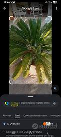 Cycas