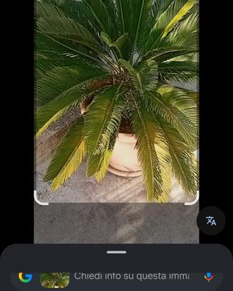 Cycas