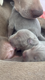 Cuccioli di Weimaraner bracco