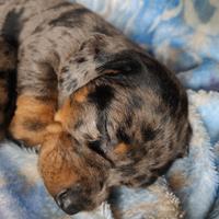 Cuccioli di bassotto tedesco con pedigree ENCI