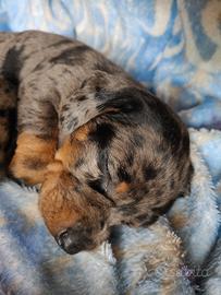 Cuccioli di bassotto tedesco con pedigree ENCI