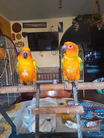 Coppia conuri del sole