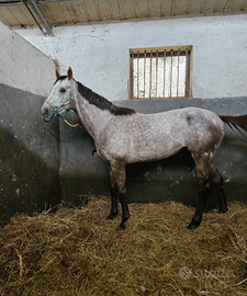 Cavallo anglo Arabo intero