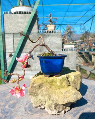 Bonsai