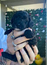 Cucciolo di Barboncino Nano