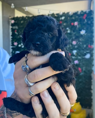 Cucciolo di Barboncino Nano