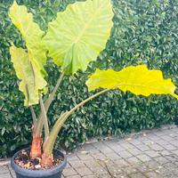 Pianta Alocasia