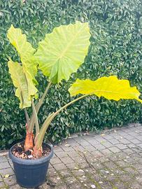 Pianta Alocasia