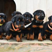 Cuccioli BEAUCERON figli di due Campioni