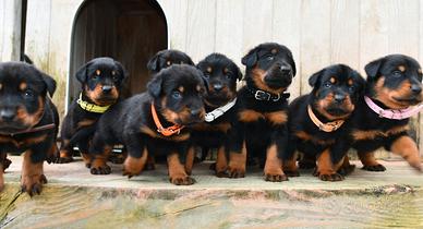 Cuccioli BEAUCERON figli di due Campioni