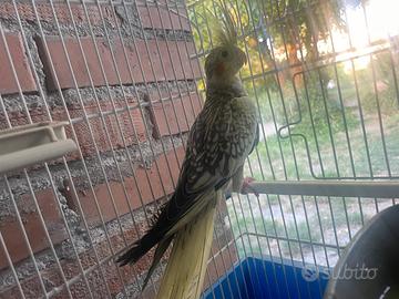 Calopsitta con gabbia