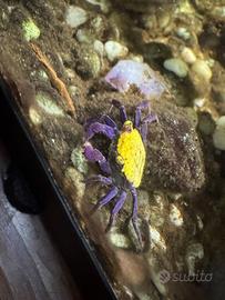 Granchi vampiro (geosesarma dennerle)