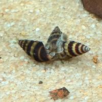 Lumache Anentome Helena Killer