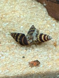 Lumache Anentome Helena Killer