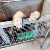 3 Furetti di 8 mesi femmine non mordacei avviatiss