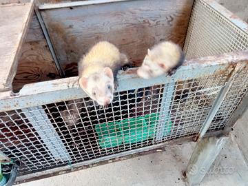 3 Furetti di 8 mesi femmine non mordacei avviatiss