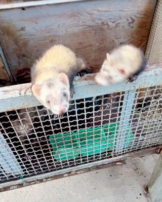 3 Furetti di 8 mesi femmine non mordacei avviatiss