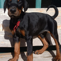 Cucciole dobermann