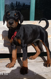 Cuccioli dobermann