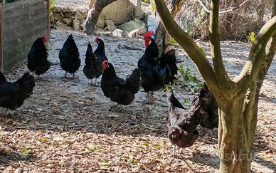 Galline Austrolorp