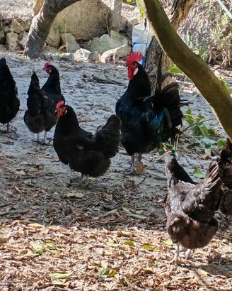 Galline Austrolorp