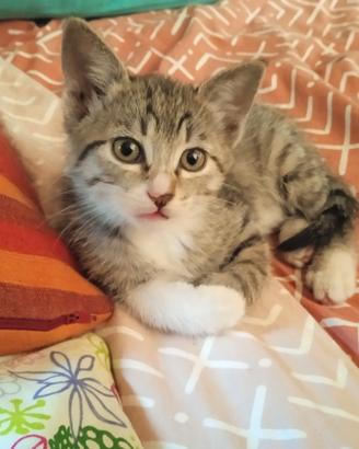 Gattina di tre mesi