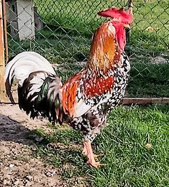 Gallo Millefiori di Lonigo