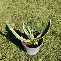 agave americana variegata