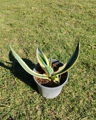 agave americana variegata