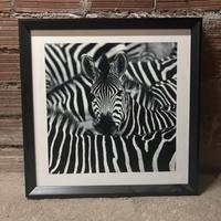 Quadro zebra