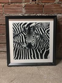 Quadro zebra