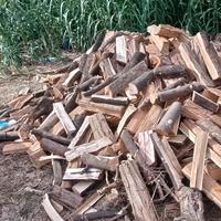 legna da ardere-la migliore- leccio/quercia/faggio