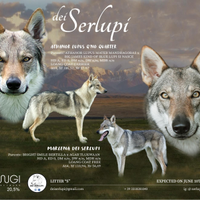 Cuccioli di cane lupo cecoslovacco