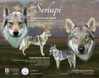 Cuccioli di cane lupo cecoslovacco