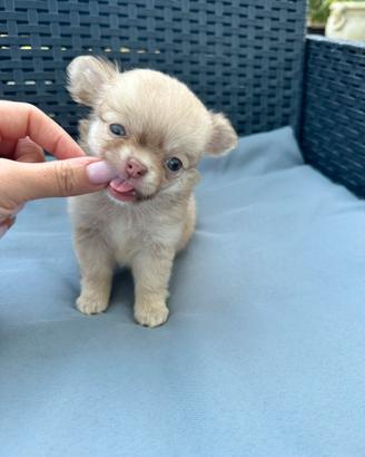 Cucciolo chihuahua mini