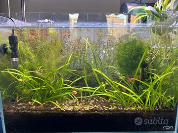 Acquario ADA Cube Garden 45 completo e già avviato