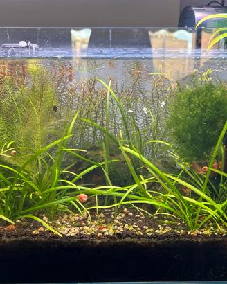 Acquario ADA Cube Garden 45 completo e già avviato