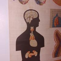 poster anatomico ex DDR