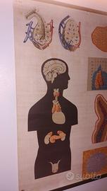 poster anatomico ex DDR