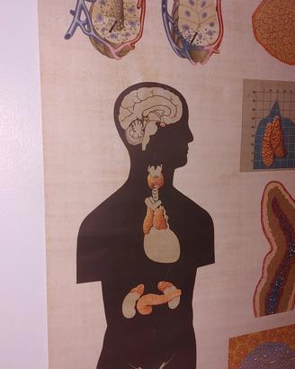 poster anatomico ex DDR