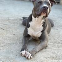 Pitbull blue nose