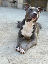 Pitbull blue nose