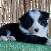 Border Collie cuccioli