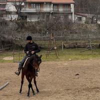 Purosangue arabo 3 anni