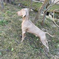Monta weimaraner