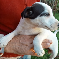 Cucciolo simil Jack Russell