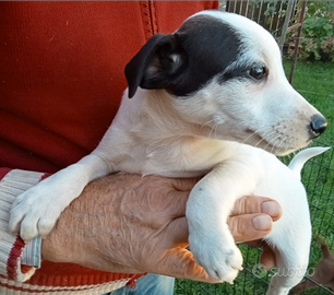 Cucciolo simil Jack Russell