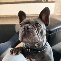 Bulldog Francese