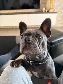 Bulldog Francese